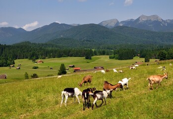 Buckelwiesen bei Mittenwald