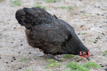 Australorp chicken hen on farm