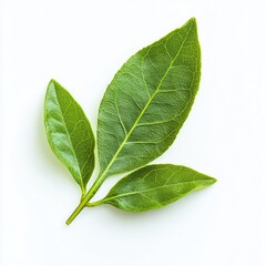 Obraz premium Close-up of fresh, vibrant green leaves on a stem, set against a plain white background