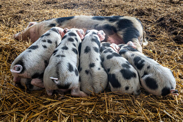 Bentheim Black Pied piglets suckling on sow
