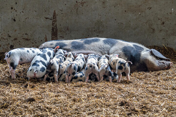 Bentheim Black Pied piglets suckling on sow