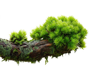 Fototapeta premium Lush green moss growth on tree branch nature scene tranquil environment isolated on transparent background, png
