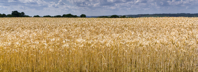 A cereal called wheat. A plant whose grains are used to make flour for food.