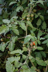 Green Tomato Plant with Unripe and Ripening Cherry Tomatoes on the Vine