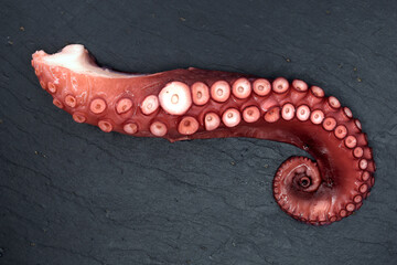 Cooked Octopus tentacle on black slate serving plate, top view of tasty sea food, freshly boiled...