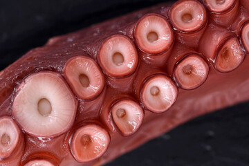 Close-up of cooked octopus tentacles, detail of the suction cups of tentacles