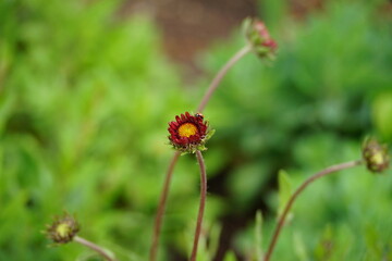 Emerging flower bud in soft green