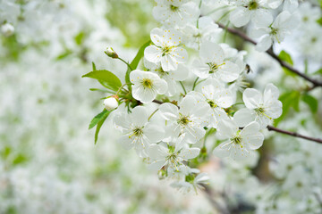 Cherry blossom branches bloom under a bright spring sky during the season of renewal