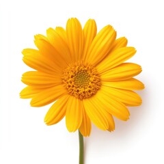 Naklejka premium Single bright yellow flower on white background