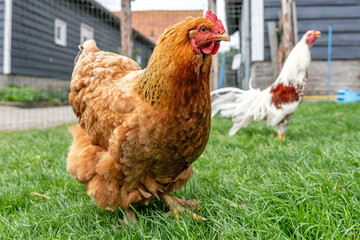 Orpington chicken hen on farm