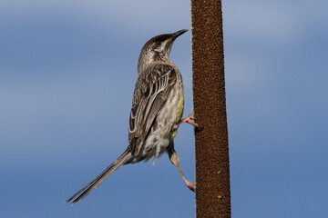 Australian Red Wattle Bird feeding at a Grass Tree in flower