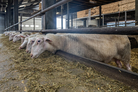 sheep in sheepfold on farm