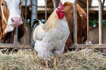 Sussex chicken rooster in cowshed
