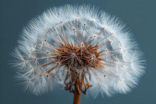 Primer plano de un diente de le&oacute;n en flor, con un fondo azul oscuro.