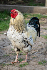 Sussex chicken rooster on farm