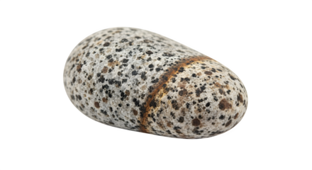 A single speckled stone with a distinct line marking its surface, isolated on white