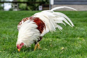 Yokohama chicken rooster on farm