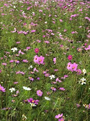 flowers in the garden