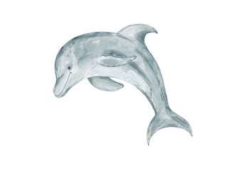 Hand drawn watercolor clipart of dolphin isolated on transparent background. Perfect for ocean theme design, marine life projects, kids illustration, print, poster, sticker.