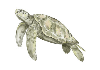 Hand drawn watercolor clipart of sea turtle isolated on transparent background. Perfect for marine life design, ocean projects, kids illustration, print, poster, sticker.