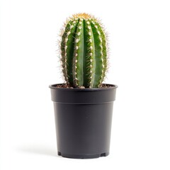 Small, oval cactus in a black pot against white