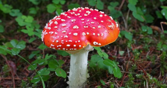 Macro - Dolomite Amanita Phalloides.