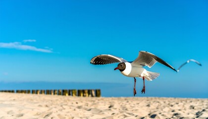 A black and white seagull soars gracefully over a sandy beach against a vibrant blue sky.