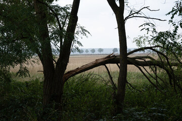Fallen tree in forest, natural scene showing signs of storm or aging
