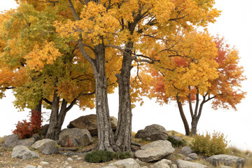 Group of deciduous trees among the rocks. Cutout yellow trees in autumn isolated on transparent background. Forest scape for landscaping or architectural visualisation. Colorful tree line in ... See M