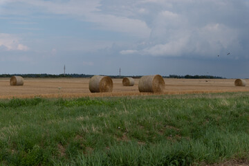 Round hay bales on golden field in summer, rural landscape under blue sky
