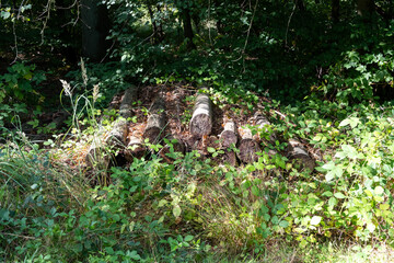 Obraz premium Stacked tree stumps in forest, covered with green plants, natural woodland scene with rich texture