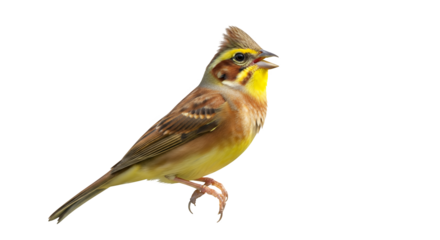 Female house sparrow and female cardinal perched isolated on white background