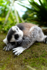 singe