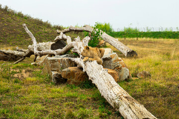 lion