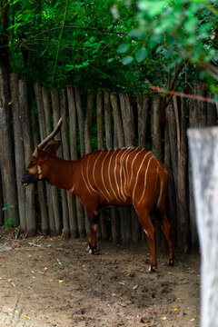 bango