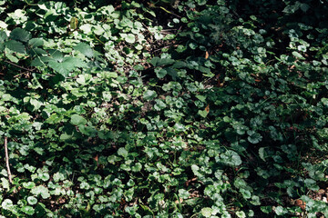 Fresh green clover in dense forest, captured from above, evoking nature and spring mood