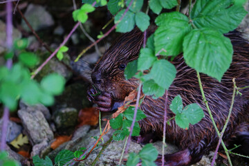 Beaver Feeding Amongst the Leaves