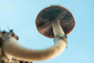 Psilocybin Psychedelics Psilocybe cubensis Indoor Cultivation and Growth Macro
