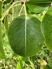 green fig leaf