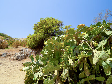 Picture of  prickly pear opuntia shrub in arid Mediterranean environment. Green cacutus pads, yellow rocks and sand, blue clear sky. 