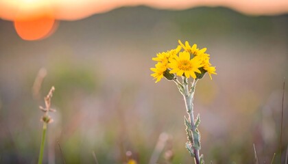 A cluster of vibrant yellow wildflowers stands tall against a soft, muted backdrop of a sunset.