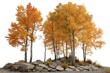 Group of deciduous trees among the rocks. Cutout yellow trees in autumn isolated on transparent background. Forest scape for landscaping or architectural visualisation. Colorful tree line in ... See M