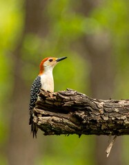 Woodpecker perched on a branch