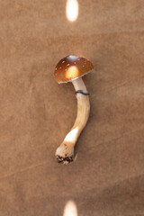 Psilocybin and Psychedelics, Golden Teacher strain, is a psychedelic mushroom rich in psilocybin