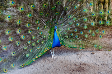 Obraz premium Close up peacock spreading tail feathers