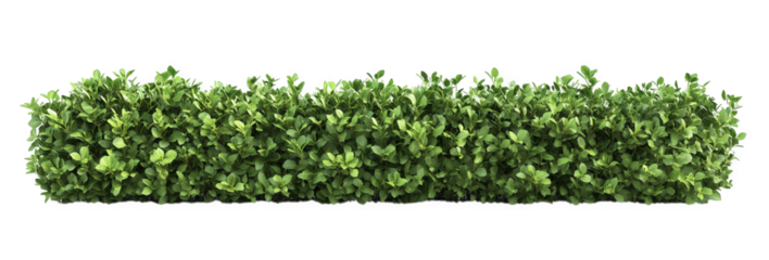 A green hedge isolated on transparent background