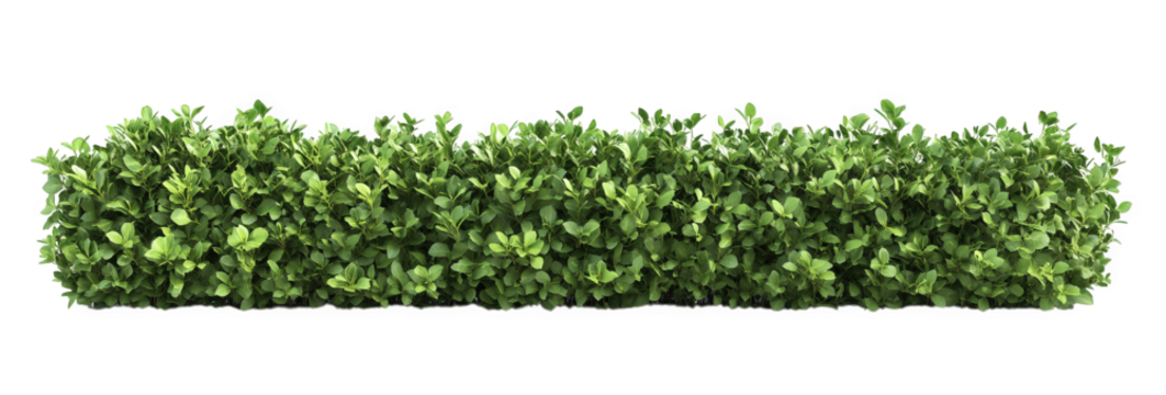 A green hedge isolated on transparent background