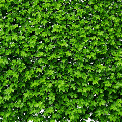 Obraz premium Lush Green Foliage A Dense Pattern of Vibrant Leaves, Nature's Abundance, Natural Texture