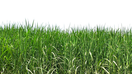 Sugarcane Green Field Isolated on a White Background with Copy Text Space. Agricultural Element for Nature, Farming, and Harvest-Themed Designs. PNG File