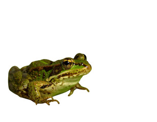 Fototapeta premium Realistic Edible Frog Sitting on Leaf, isolated on transparent background